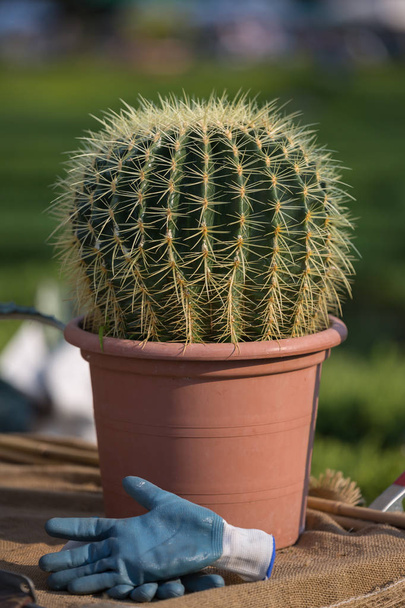Planta de cactus en maceta naranja y fondo borroso
 - Foto, Imagen