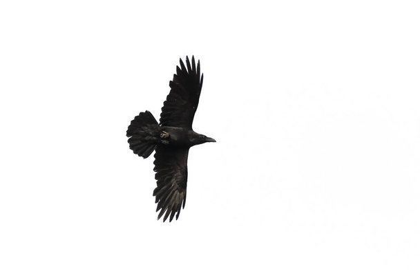 Ворон, Простой Ворон, или Северный Ворон, Corvus corax, взрослый би
 - Фото, изображение