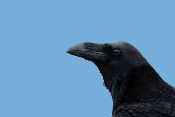 A Raven, Common Raven, or Northern Raven, head. - Photo, Image