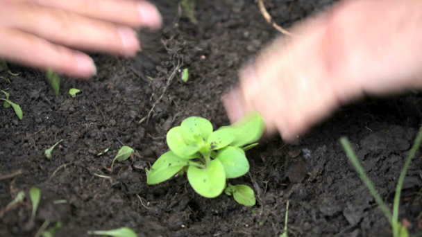 Planting of sampling - Materiał filmowy, wideo