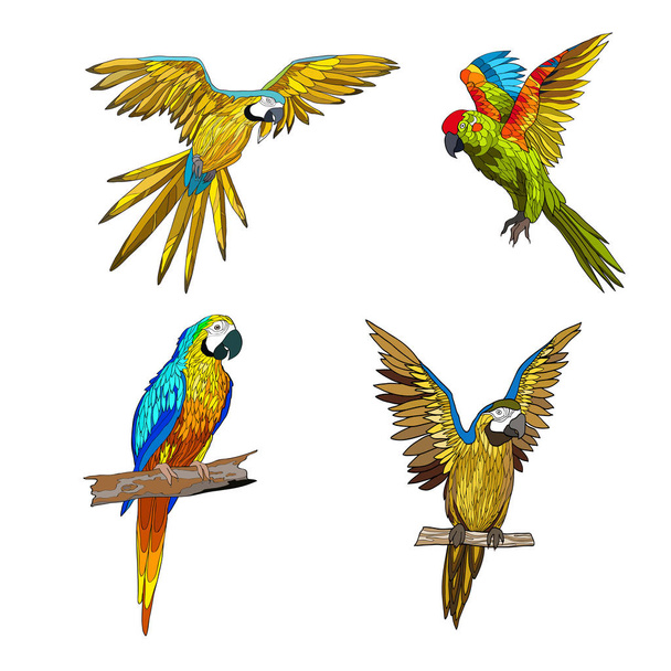 Vector color illustration. Seth from parrots in different angles.  - Vetor, Imagem