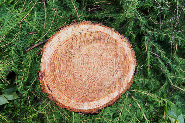 tronco de uma árvore de lariço com um padrão de círculos em uma redução contra o fundo de ramos verdes
 - Foto, Imagem
