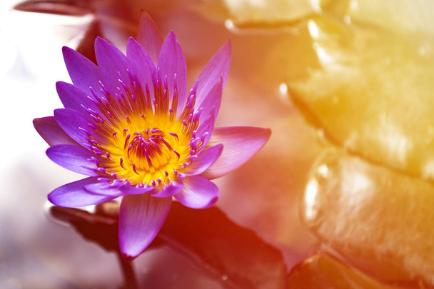 太陽光線の池に咲く美しい睡蓮 (ロータス) のクローズ アップ - 写真・画像