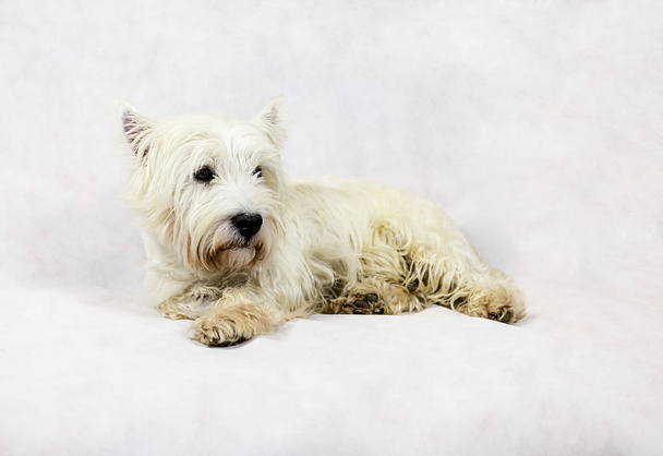 West highland white terrier lies on a white background - Photo, Image