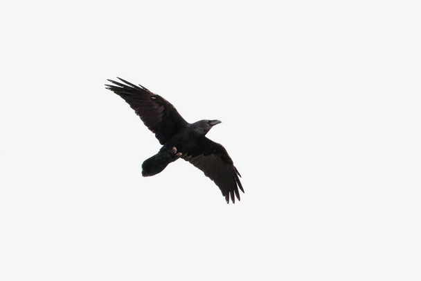 Corbeau, Corbeau commun ou Corbeau du Nord, Corvus corax, adulte bi
 - Photo, image