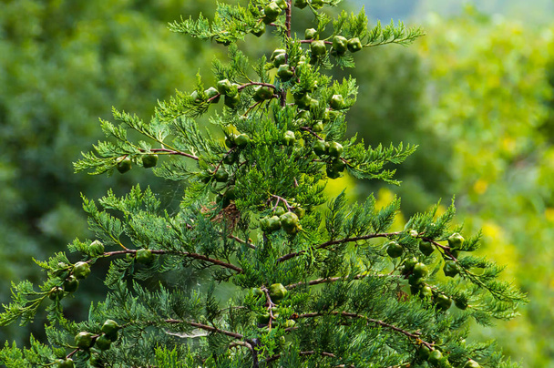 zöld bokor Boróka örökzöld ág bogyók éretlen elmosódott háttér - Fotó, kép