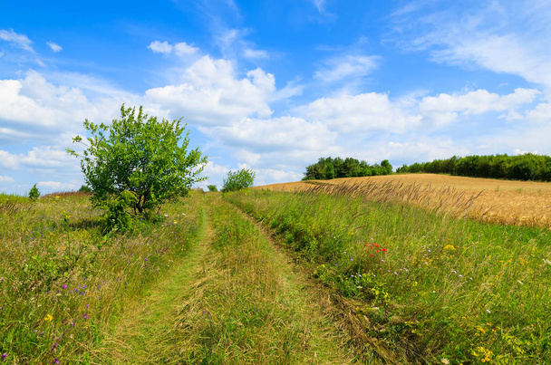 Rural road in green field on sunny summer day, Poland - Фото, зображення