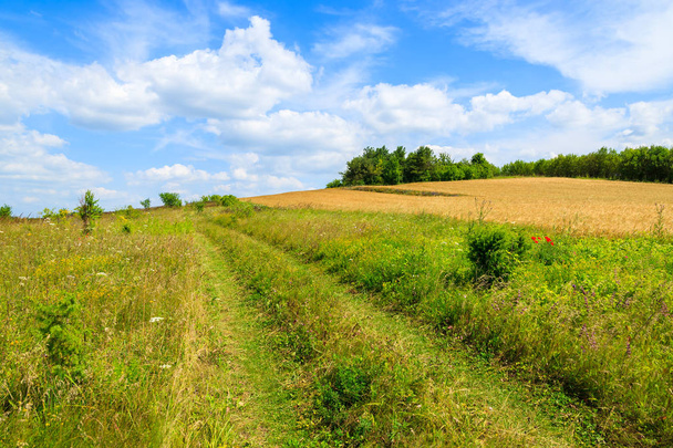 Rural road in green field on sunny summer day white clouds on blue sky, Swietokrzyskie voivodship, Poland - Fotografie, Obrázek
