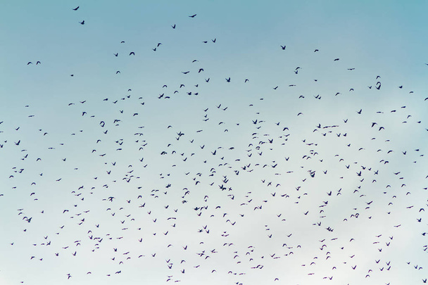 Una gran bandada de palomas de madera migratorias o palomas de madera comunes, Co
 - Foto, Imagen