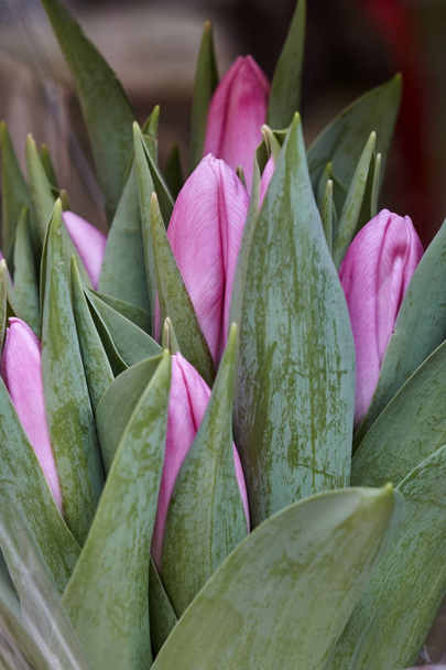 tulip flower in spring in the garden - Photo, Image