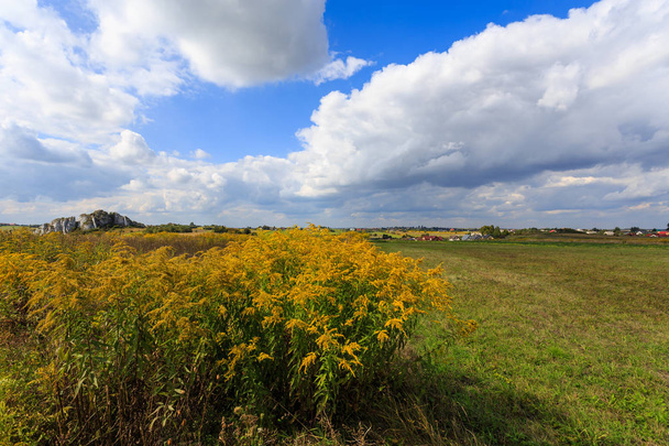 Yellow flowers on green field in summer landscape of Poland - Фото, зображення