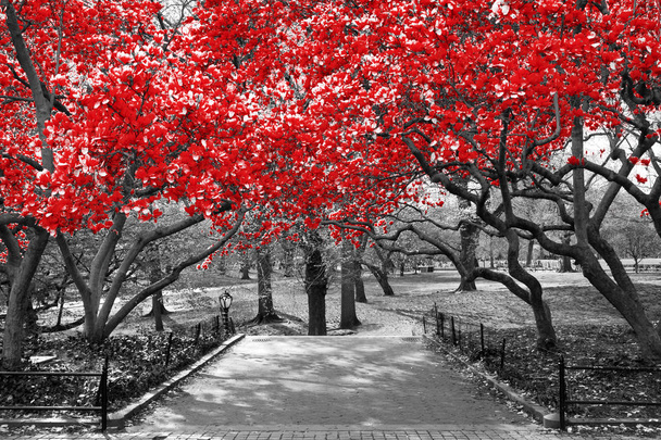 Canopy de árboles rojos en surrealista paisaje blanco y negro
 - Foto, imagen
