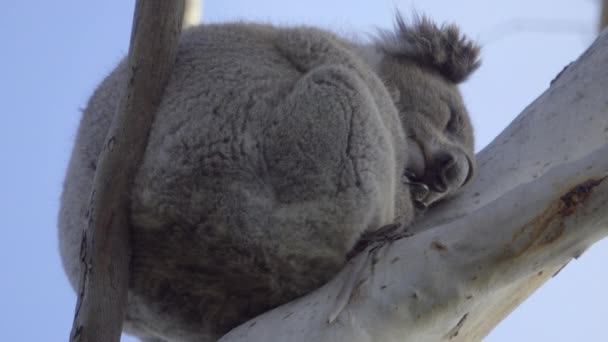 Egy labda összegömbölyödve alszik a Koala - Felvétel, videó
