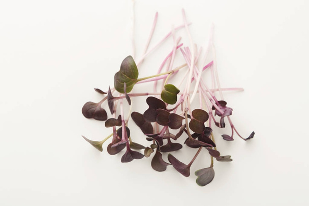 Micro greens sprouts isolated at white - Photo, Image