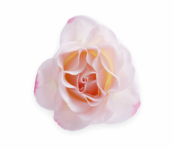 ホワイト白トップ ビューに分離されたバラのつぼみを開く - 写真・画像