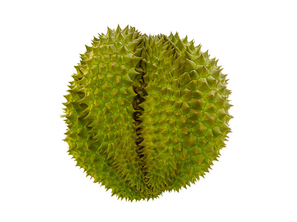 spiny fresh durian, large lobed fruit, strongly smelling plant on a white background isolated - Photo, Image