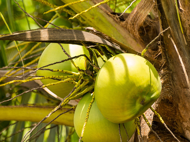 tres frutas de coco verde en una palmera de cerca, fruta redonda a la luz del sol
 - Foto, Imagen