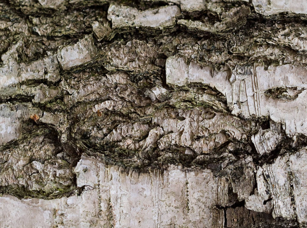 υφή φλοιού από ένα δέντρο γκρι άνιση ραγισμένα ξεπερασμένο φυσικό μοτίβο φόντου βάσης - Φωτογραφία, εικόνα
