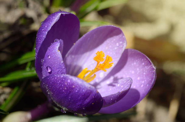 Beautiful first spring flowers crocuses bloom under bright sunlight. Spring holidays backdrop - Photo, Image