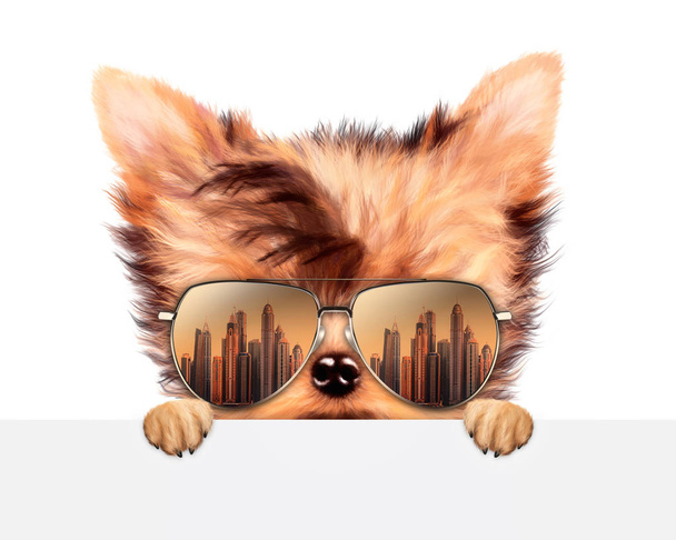 Komik köpek afiş arkasında güneş gözlüğü takıyor - Fotoğraf, Görsel