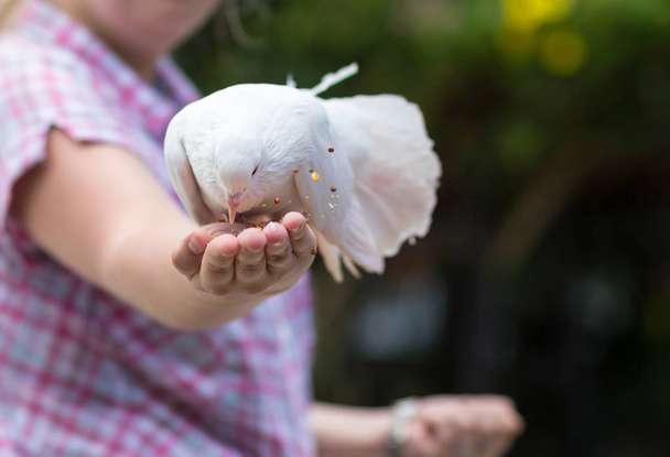 colombe blanche avec une grande queue pelucheuse assis sur la main mange des graines de tournesol longue exposition autour de l'oiseau la nourriture est dispersée
 - Photo, image
