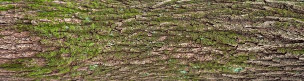 Soulagement texture de l'écorce de chêne avec mousse verte et lichen bleu dessus
. - Photo, image