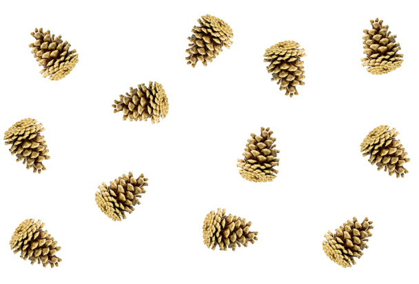fir cone whole brown pattern of flora natural background on white background, base design christmas eco - Photo, Image