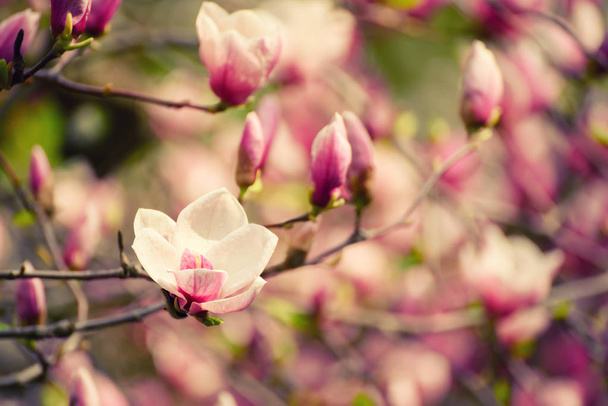 Magnolia spring flowers - Fotó, kép