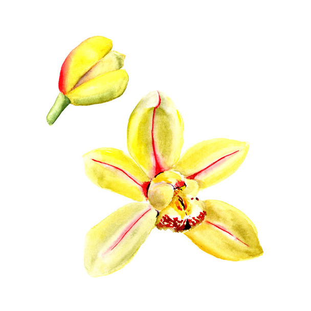 Aquarell gelbe Orchideenblume isoliert auf weißem Hintergrund. Florale Illustration - Foto, Bild