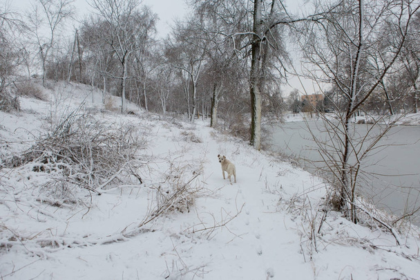 Bílý pes hraje na sněhu, legrační psí, Zimní pohádka - Fotografie, Obrázek