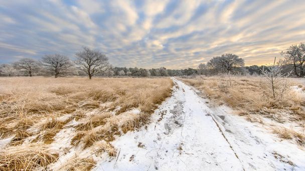 Pad door Winter Heide landschap panorama Assen Drenthe - Foto, afbeelding