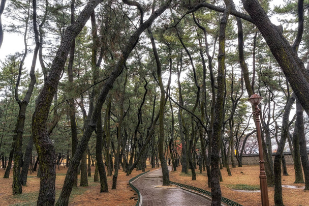 bosque de pinos daereungwon
 - Foto, Imagen