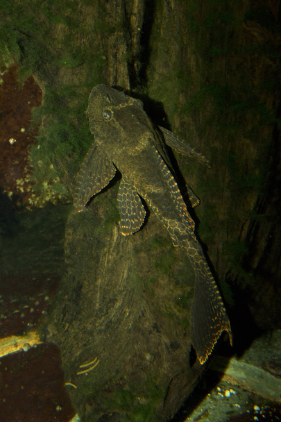 Leopar vatoz (Pterygoplichthys gibbiceps). - Fotoğraf, Görsel