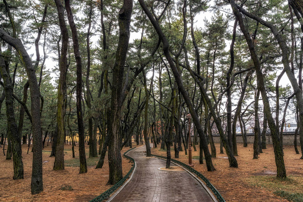 daereungwon borového lesa - Fotografie, Obrázek