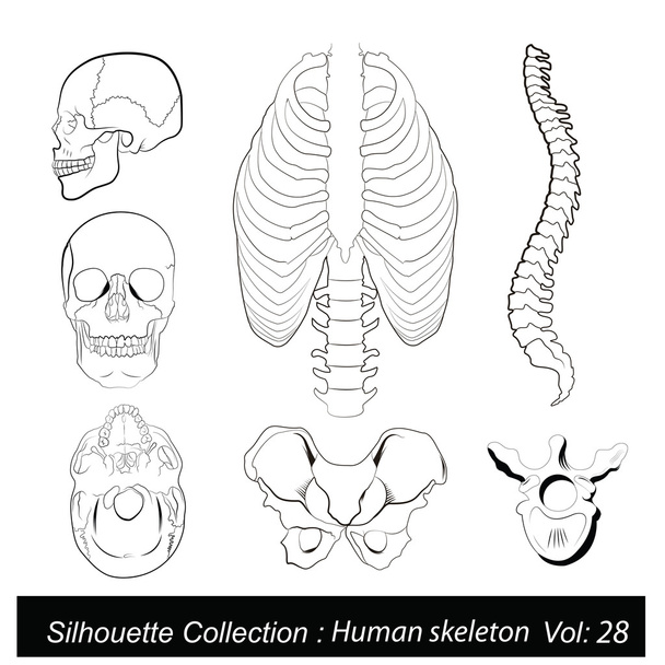 Ilustración vectorial: esqueleto humano
 - Vector, imagen