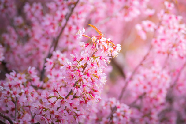Sakura flowers blooming blossom in Chiang Mai, Thailand - Photo, Image