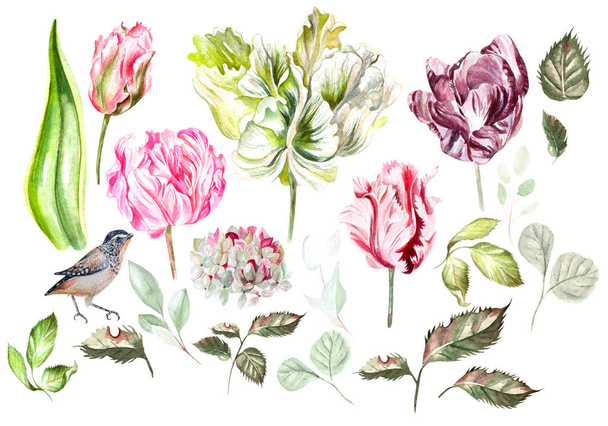 Bellissimo acquerello con tulipano, fiori di udrangea, foglie e uccelli
.  - Foto, immagini
