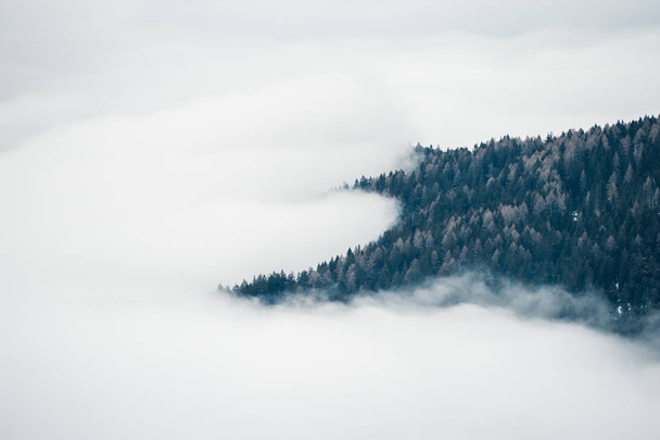Fog in the forest. - 写真・画像