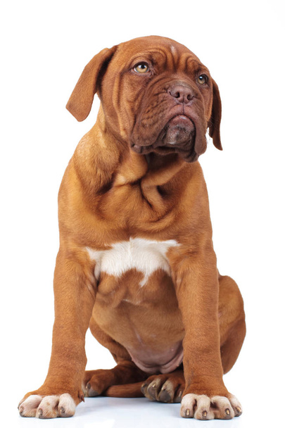 sentado francés mastín cachorro perro mira a un lado
 - Foto, imagen