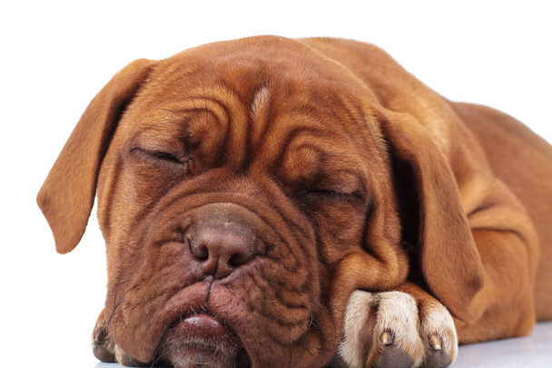 entzückende Dogue de Bordeaux Welpe schläft - Foto, Bild