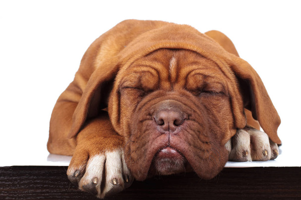 adorable poco francés mastín cachorro está durmiendo
  - Foto, imagen