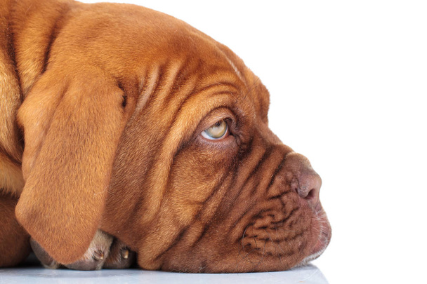 foto de primer plano lateral de un perrito mastín francés triste somnoliento
 - Foto, Imagen