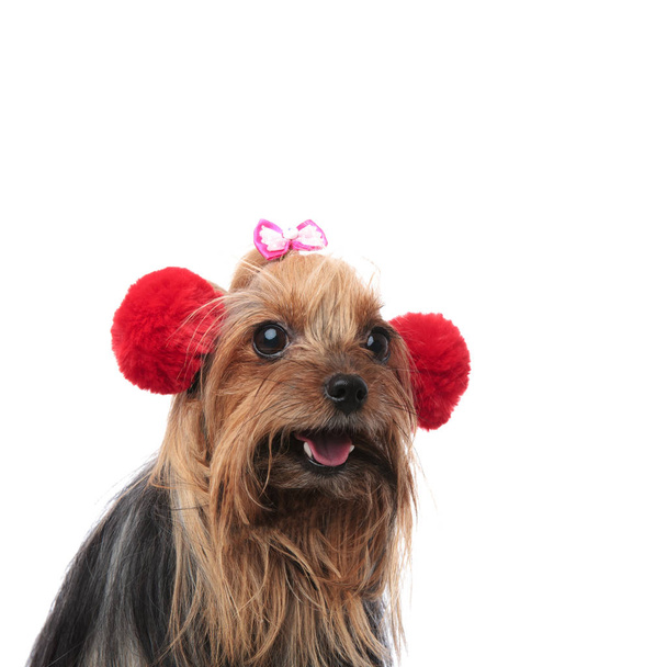 feliz yorkshire terrier mujer usando orejeras de piel roja
  - Foto, Imagen
