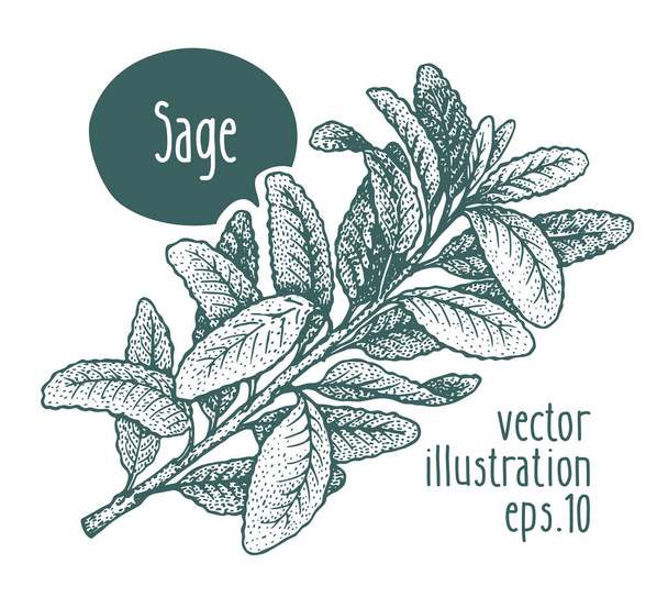 Sage branch. Vector illustration for design menu, packaging and recipes. Hand drawn vintage illustration. - Vektor, Bild