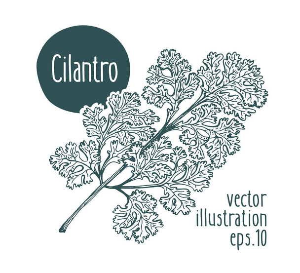 Cilantro branch. Vector illustration for design menu, packaging and recipes. Hand drawn vintage illustration. - Vektör, Görsel