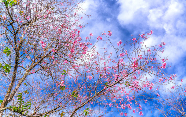 Třešňový květ třešňový květ časně ráno signálu pružiny se vrátila do každého. Tato květina je typické pro náhorní Da Lat, Vietnam, když přijde jaro - Fotografie, Obrázek