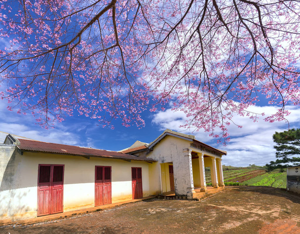 Kirsikkapuu aprikoosi kukka vieressä antiikin temppelin sata vuotta vanha aamulla auringonpaiste kunnioittaa luonnon kauneutta toivottaa keväällä tulvii tasangolla Da Lat, Vietnam
 - Valokuva, kuva