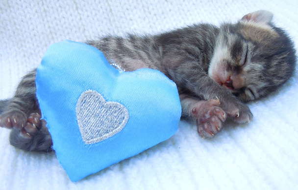 Alvó baba cica - Fotó, kép