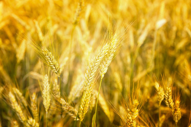 麦畑だ。黄金の小麦の耳を閉じる。美しい自然の夕日の風景。輝く太陽の下で農村風景。牧草地のコムギ畑の熟成耳の背景。豊かな収穫の概念。広告. - 写真・画像