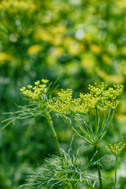 Beautiful and fresh young green yellow bush dill in summer on  blur bokeh background - Photo, image
